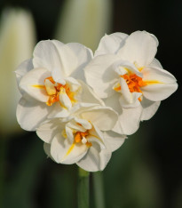 Narcis Sir Winston Churchill - Narcissus - cibuloviny - 3 ks