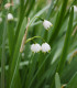 Bledule letní - Leucojum Aestivum - cibuloviny - 2 ks