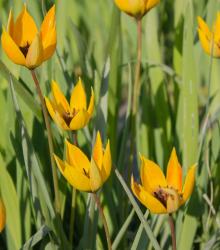 Tulipán lesní - Tulipa sylvestris - cibuloviny - 3 ks