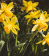 Narcis Baby moon - Narcissus Jonquilla - cibuloviny - 3 ks