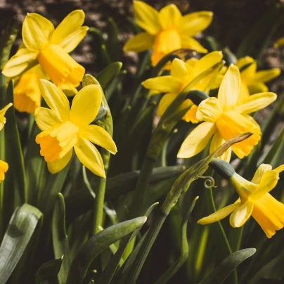 Narcis Baby moon - Narcissus Jonquilla - cibuloviny - 3 ks