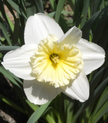 Narcis Mount hood - Narcissus Trumpet - cibuloviny - 3 ks