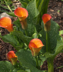 Kala Cameo - Zantedeschia - cibuloviny - 1 ks