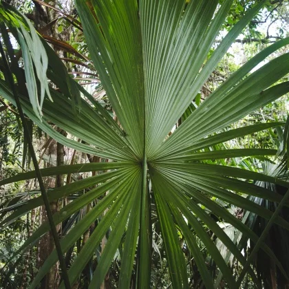 Palma - Carludovica rotundifolia - semena - 3 ks