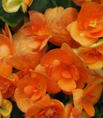 Begonie drobnokvětá oranžová - Begonia multiflora maxima - cibuloviny - 2 ks