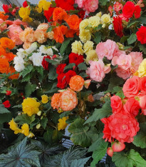 Begonie mix barev - Begonia pendula - cibuloviny - 2 ks