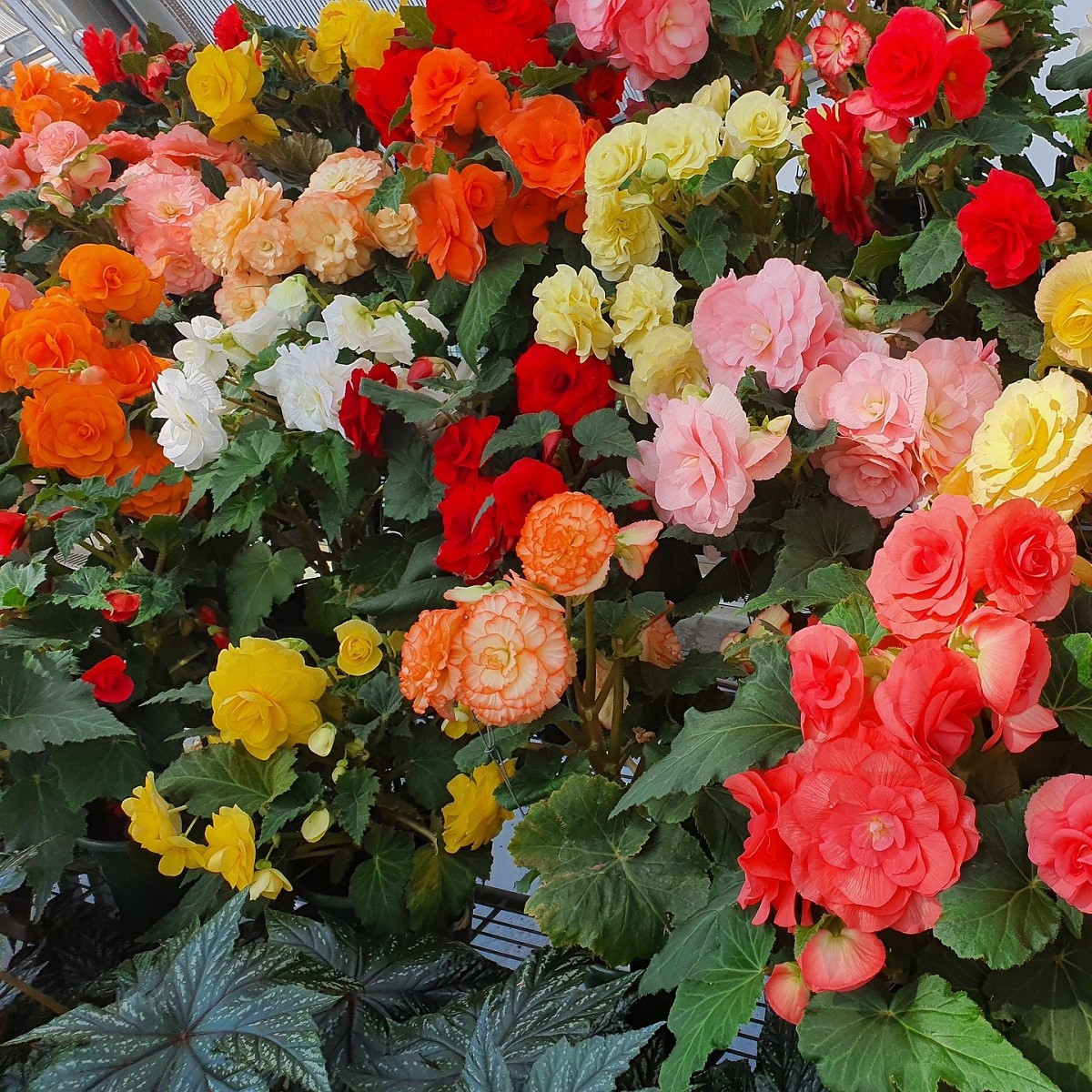 Begonie mix barev - Begonia pendula - cibuloviny - 2 ks