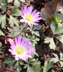 Sasanka vábná Pink Star - Anemone blanda - cibuloviny - 3 ks