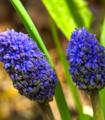 Modřenec Blue Spike - Muscari aucheri - cibuloviny - 5 ks