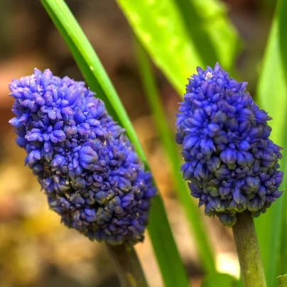 Modřenec Blue Spike - Muscari aucheri - cibuloviny - 5 ks
