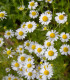 BIO Heřmánek pravý - Matricaria recutita - bio semena - 600 ks