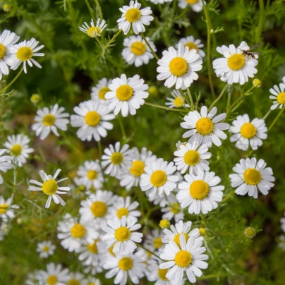 BIO Heřmánek pravý - Matricaria recutita - bio semena - 600 ks