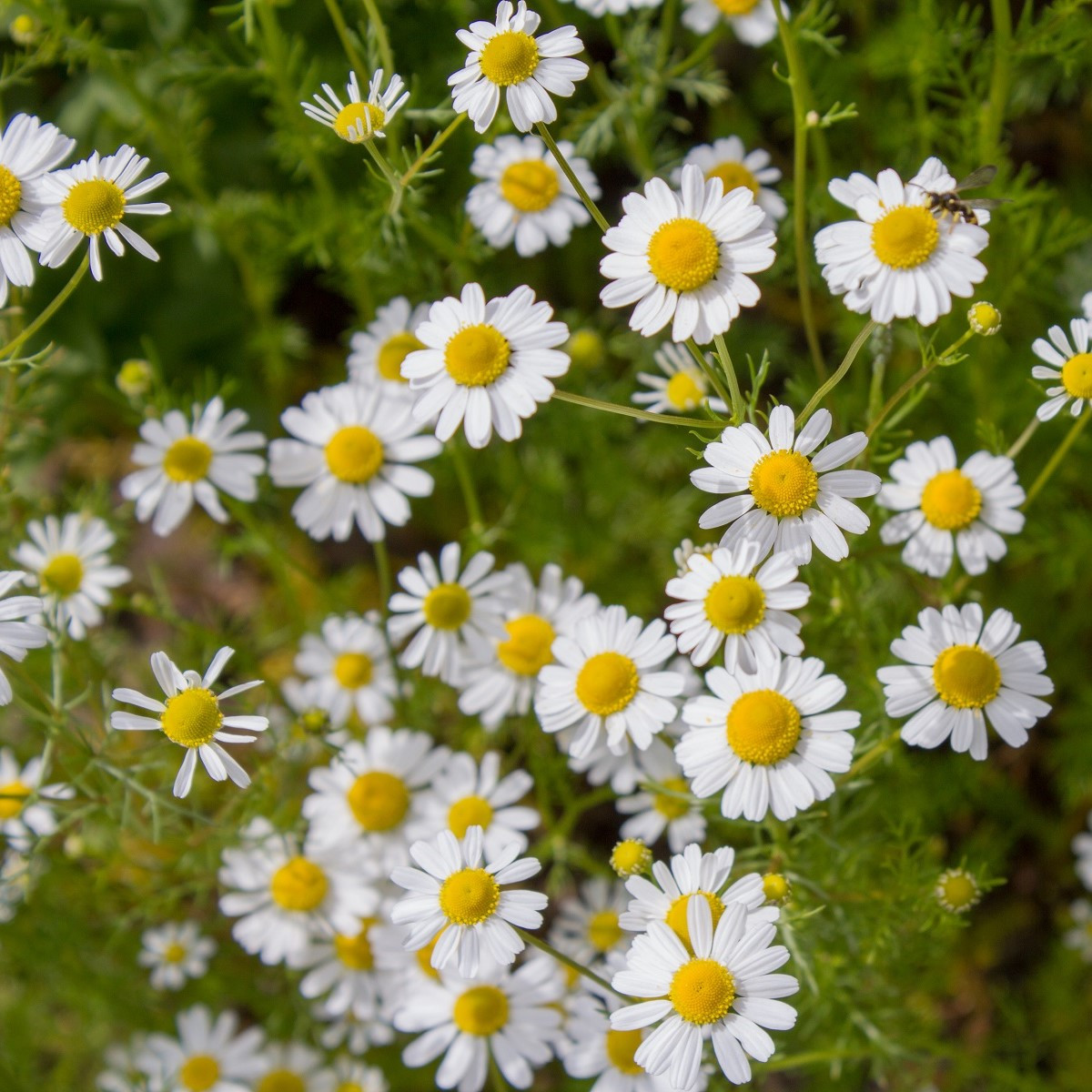 BIO Heřmánek pravý - Matricaria recutita - bio semena - 600 ks