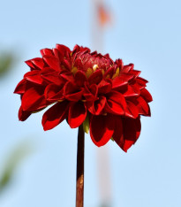 Jiřinka Melody Mambo - Dahlia - cibuloviny - 1 ks