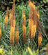 Liliochvostec Kleopatra - Eremurus - cibuloviny - 1 ks