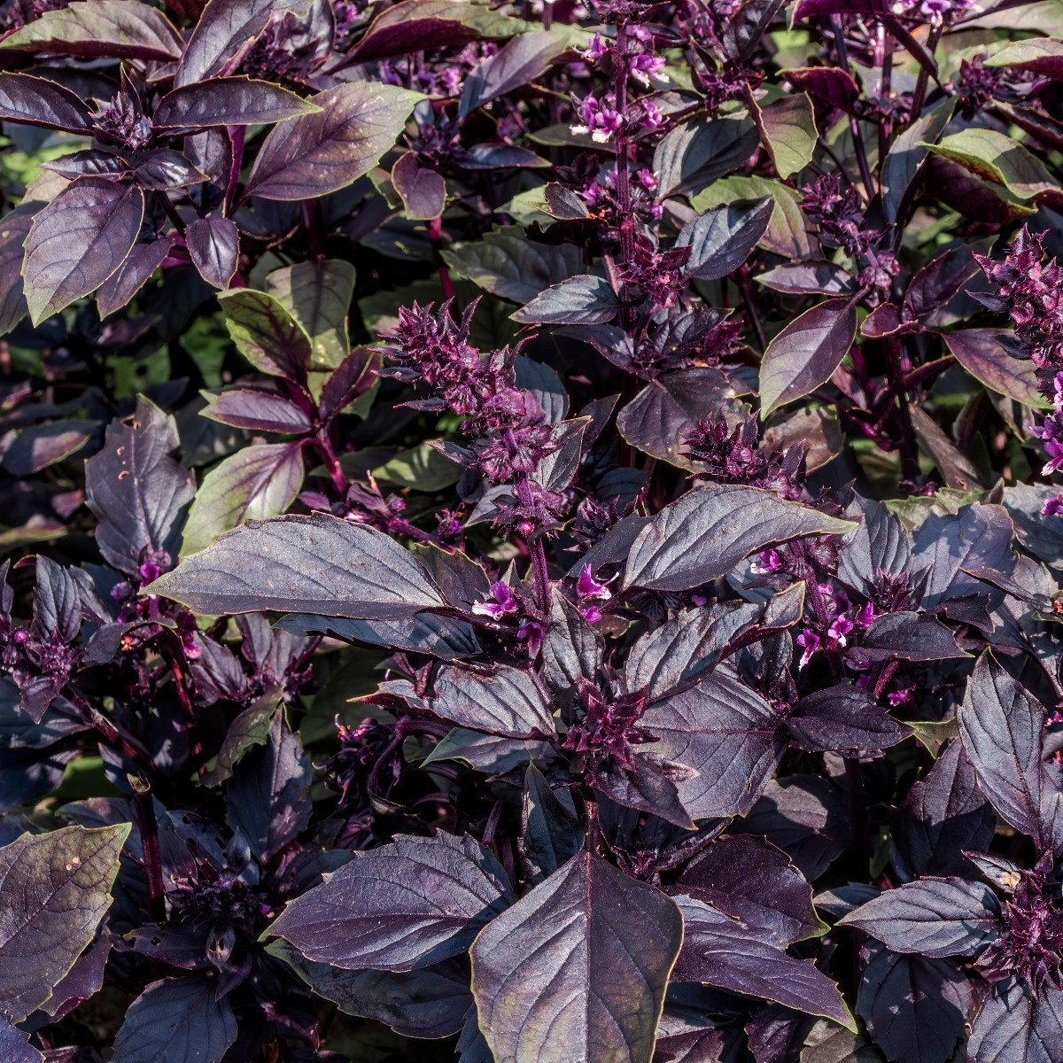 BIO Bazalka pravá červená - Ocimum basilicum - bio semena - 100 ks