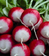 Ředkvička červenobílá - Raphanus sativus - semena - 100 ks