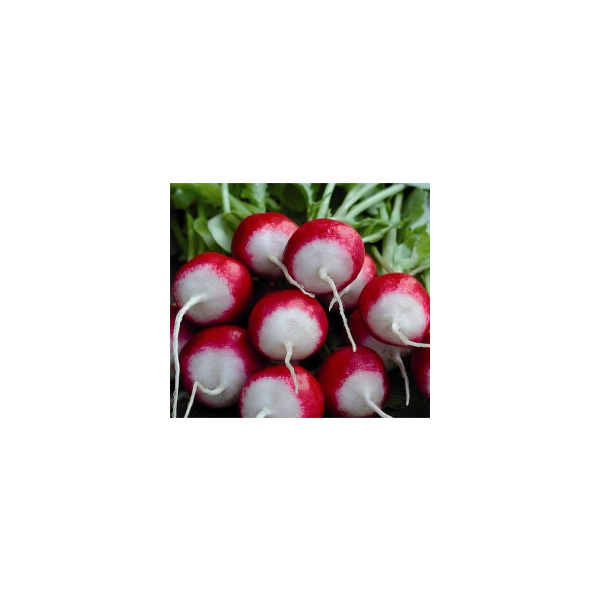 Ředkvička červenobílá - semena Ředkvičky - Raphanus sativus - 0,5 gr