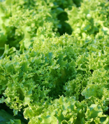 BIO semena salátu – BIO Salát listový Lollo Bionda Limeira – Lactuca sativa