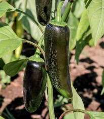 Paprika Black Knight F1 - Capsicum annuum - semena - 7 ks