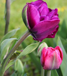 Tulipán Blue Diamond - Tulipa - cibuloviny - 3 ks