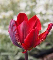 Tulipán Rococo - Tulipa - cibuloviny - 3 ks