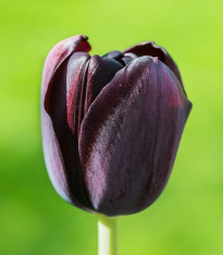 Tulipán Ronaldo - Tulipa - cibuloviny - 3 ks
