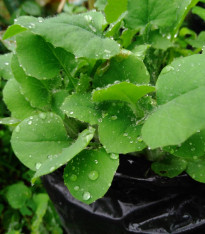 Hořčice habešská - Brassica carinata - semena - 250 ks