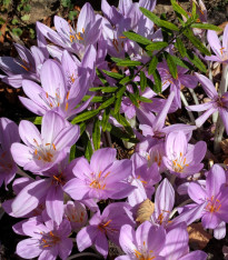 Ocún obrovský - Colchicum giganteum - cibuloviny - 1 ks