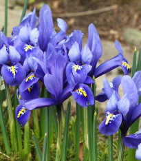 Směs nízkých kosatců - Iris reticulata - cibuloviny - 5 ks