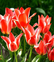 Tulipán Oriental Beauty - Tulipa - cibuloviny - 3 ks