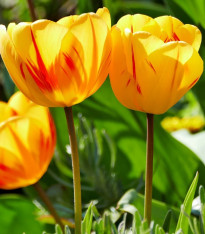 Tulipán Washington - Tulipa - cibuloviny - 3 ks