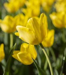 Tulipán Purissima – Tulipa – cibulky tulipánu