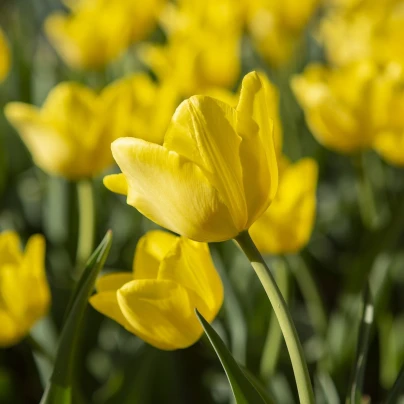 Tulipán Purissima - Tulipa - cibuloviny - 3 ks