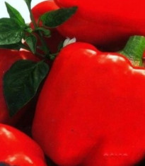 Paprika Merit - Capsicum annuum - semena - 20 ks
