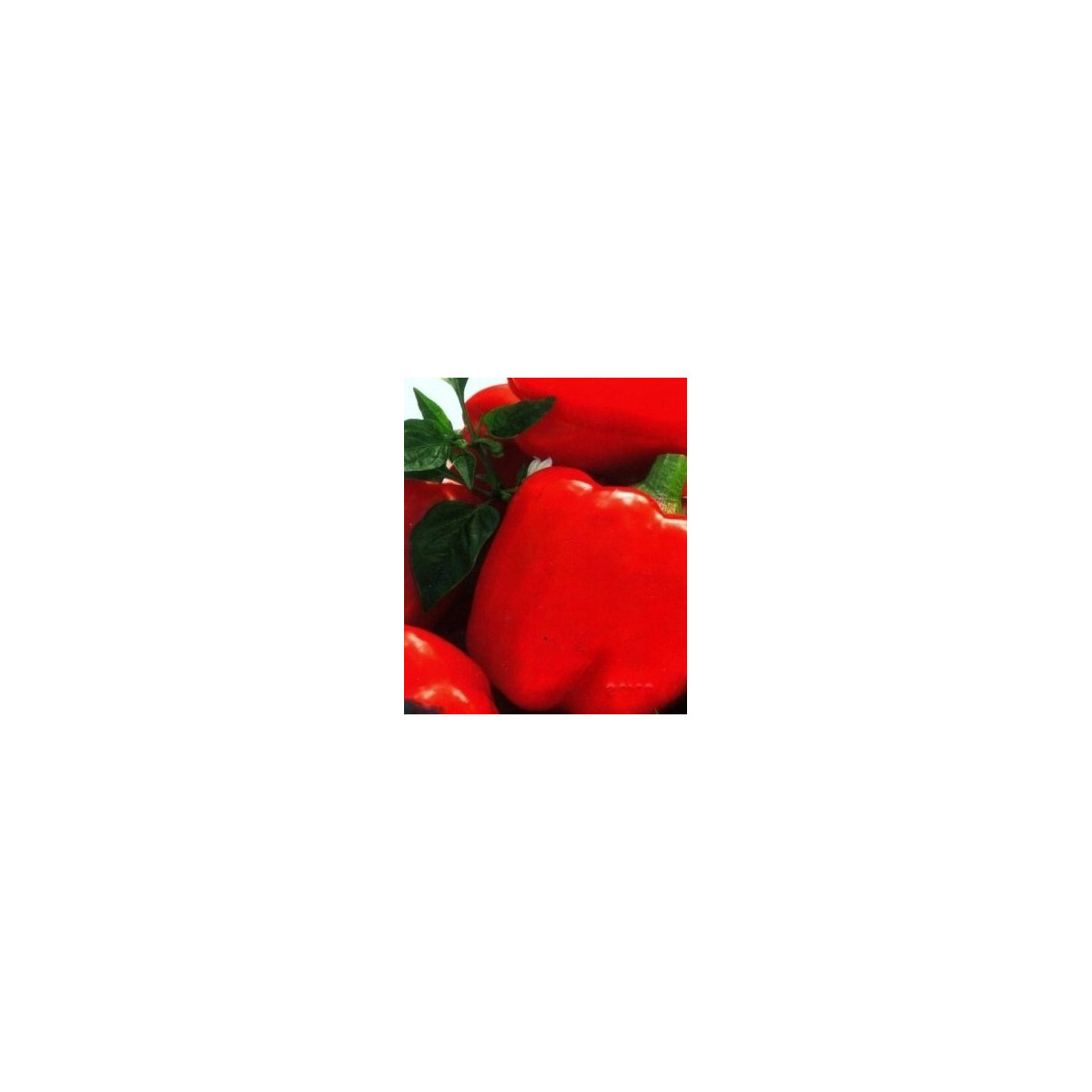 Paprika Merit - Capsicum annuum - semena - 20 ks