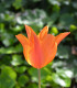 Tulipán Ballerina - Tulipa - cibuloviny - 3 ks