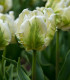 Tulipán White Rebel - Tulipa - cibuloviny - 3 ks