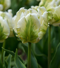 Tulipán White Rebel - Tulipa - cibuloviny - 3 ks