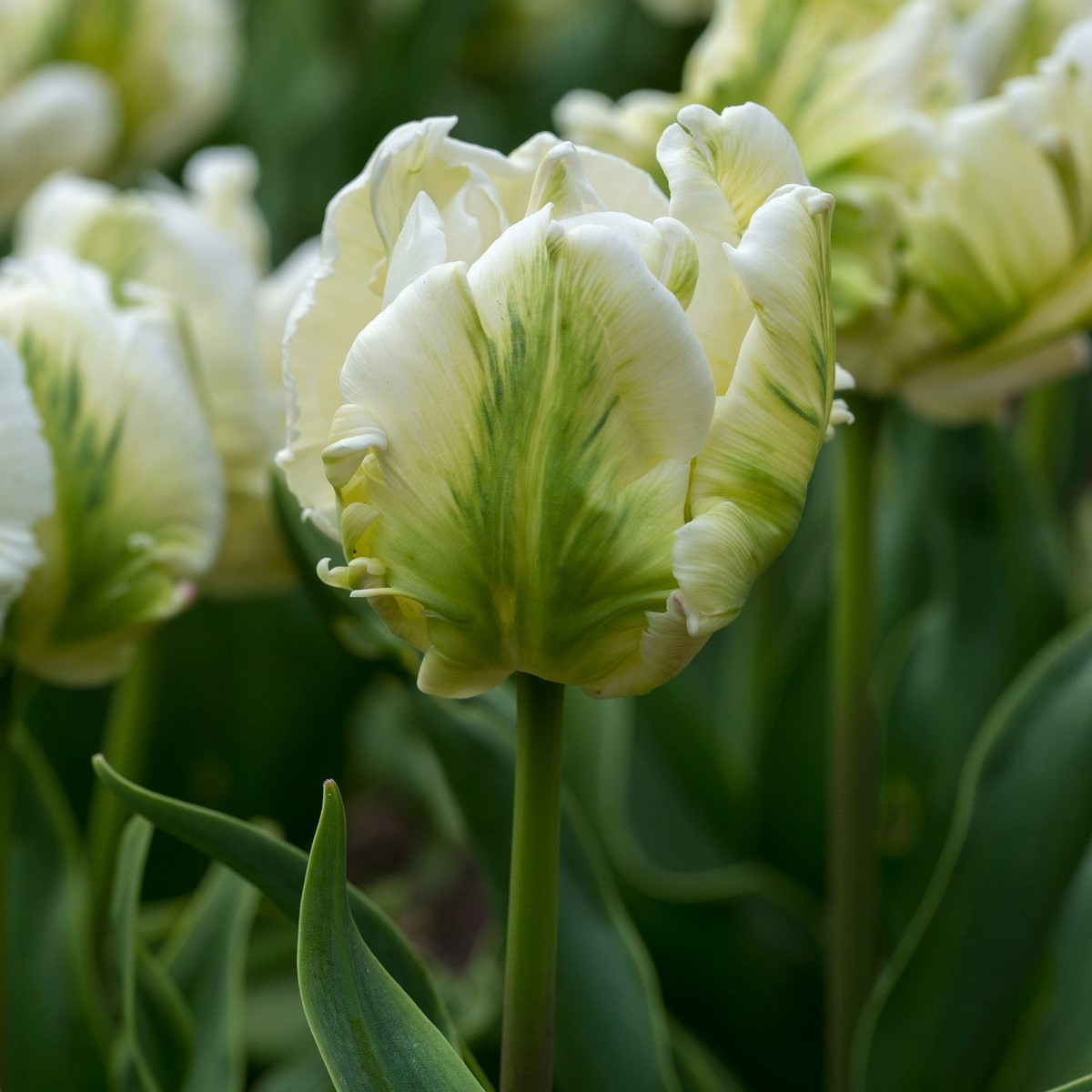 Tulipán White Rebel - Tulipa - cibuloviny - 3 ks