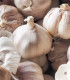 Sadbový česnek Flavor - Allium sativum - nepaličák - cibule česneku - 250 g