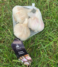 Sadbový česnek Havel - Allium sativum - paličák - cibule česneku - 1 balení