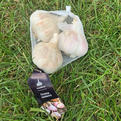 Sadbový česnek Havel - Allium sativum - paličák - cibule česneku - 1 balení