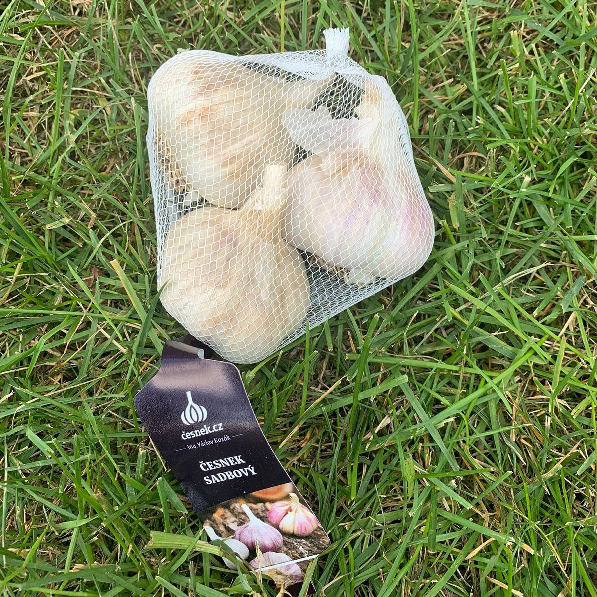 Sadbový česnek Havel - Allium sativum - paličák - cibule česneku - 1 balení