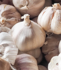 Sadbový česnek Japo II - Allium sativum - nepaličák - cibule česneku - 1 balení