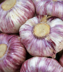 Sadbový česnek Anton - Allium sativum - nepaličák - cibule česneku - 1 balení