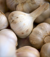 Sadbový česnek Lukan - Allium sativum - nepaličák - cibule česneku - 1 balení