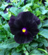 Violka rohatá Back to Black - Viola cornuta - semena - 120 ks