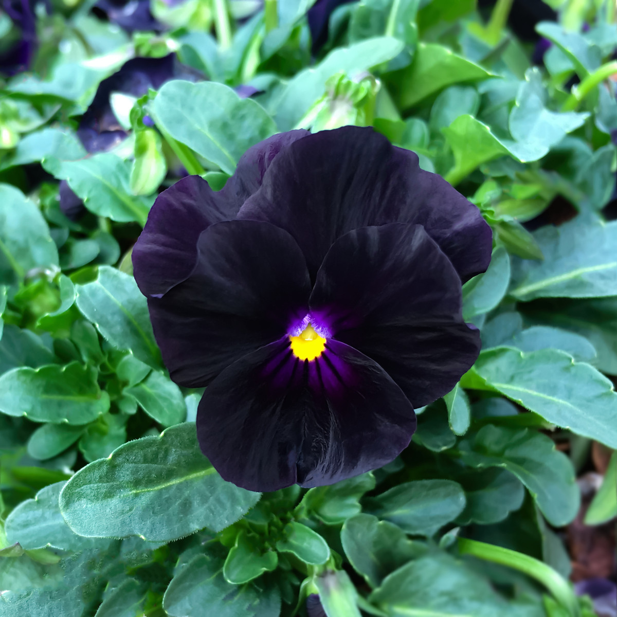 Violka rohatá Back to Black - Viola cornuta - semena - 120 ks