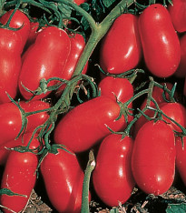 BIO Rajče Inka F1 - Lycopersicon esculentum - bio semena - 10 ks